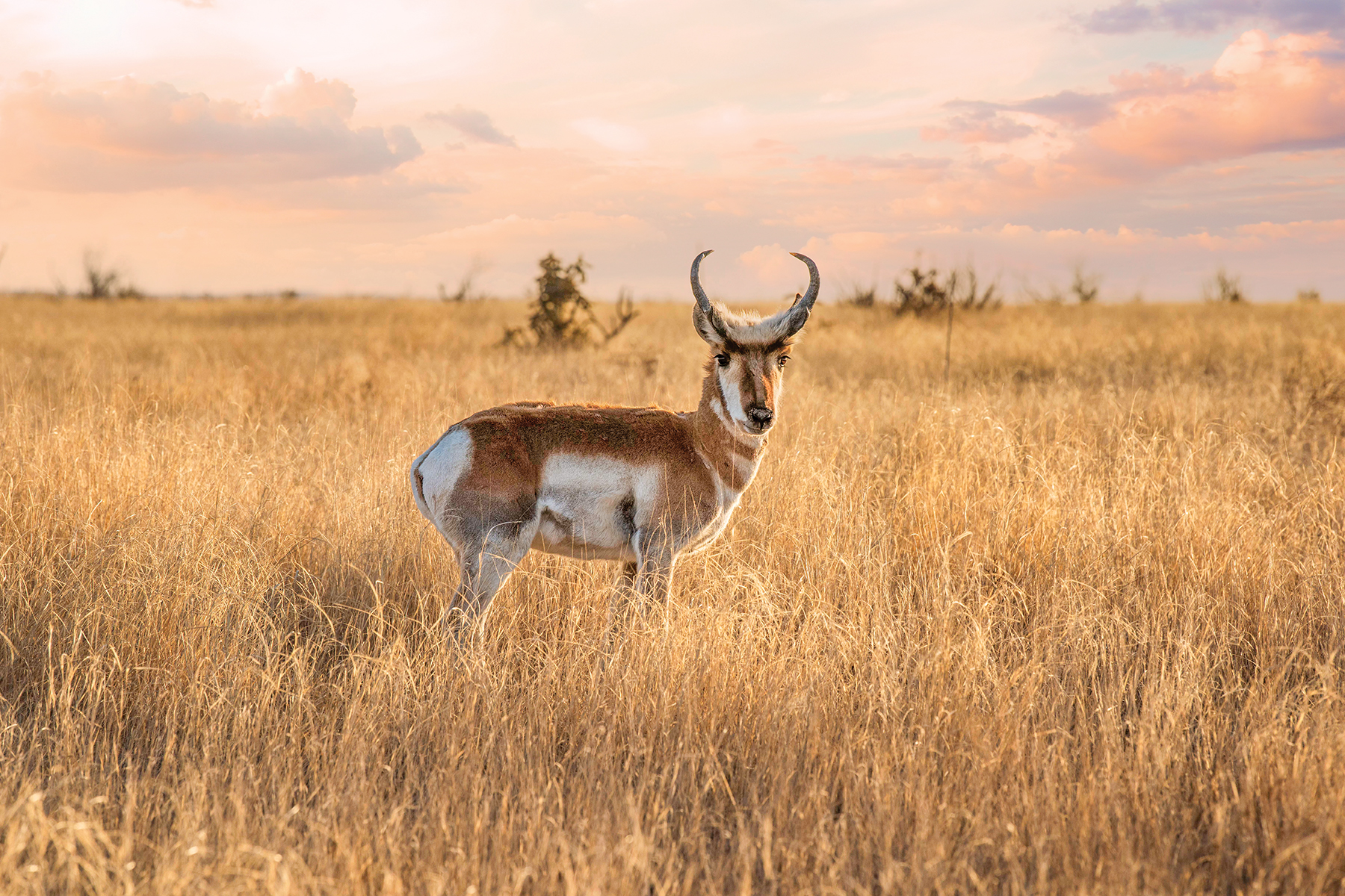 Pronghorn Antelope: Neither Deer Nor Antelope, but Almost as Fast as a Cheetah