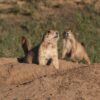 Prairie dogs texas