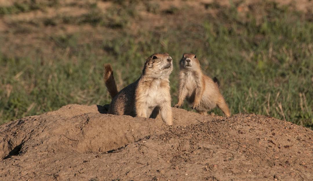 Highways and Hideaways: Prairie Dogs on Patrol