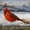 male northern cardinal in texas snow