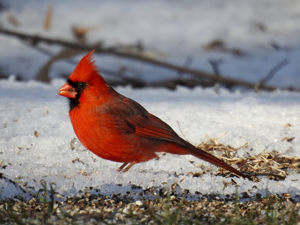 Season’s Songbird: Northern Cardinals in Texas