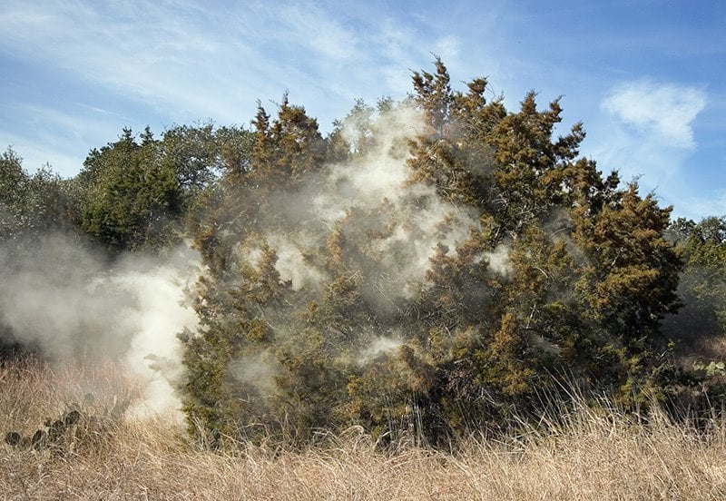 Blown Away: How Wind-Pollinated Plants Wreak Havoc on Allergies