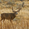 texas mule deer buck