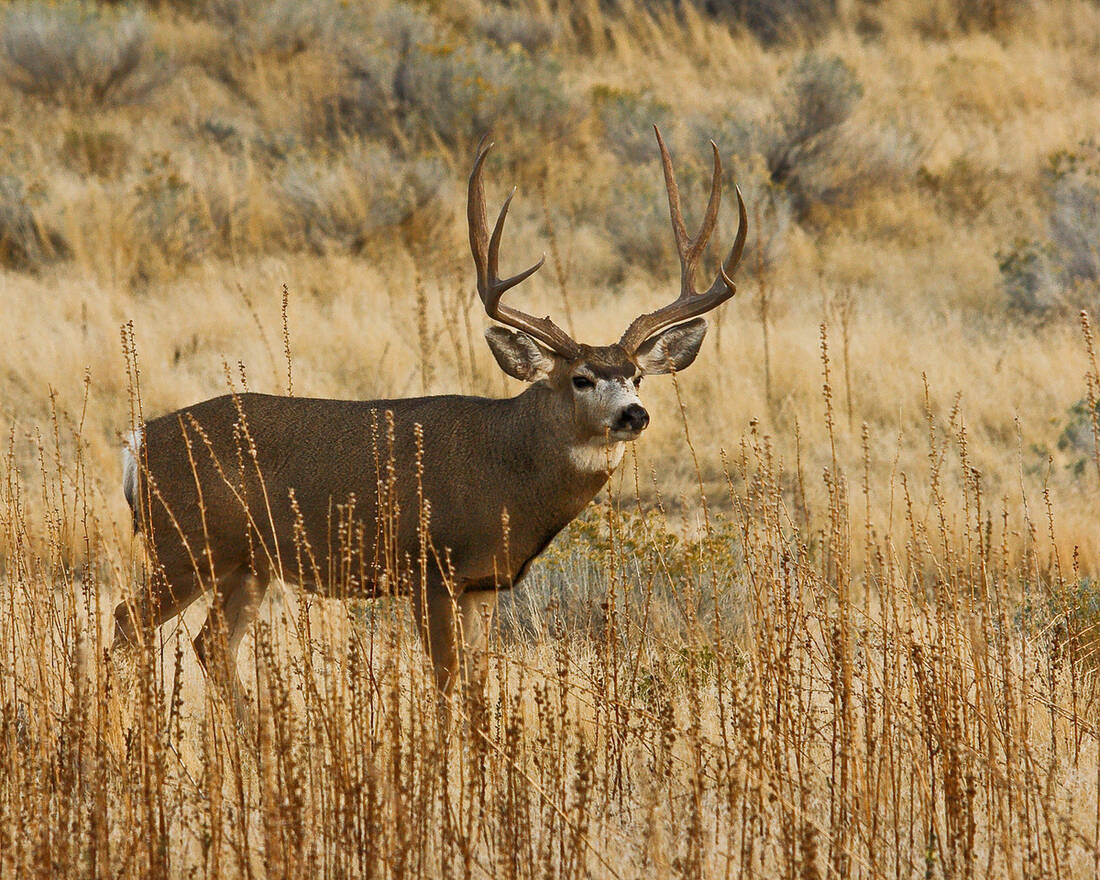 Stot This Way: Texas Mule Deer’s Big Ears, Bigger Personality