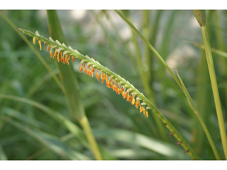 Eastern Gamagrass: A Texas Native That Holds the Line