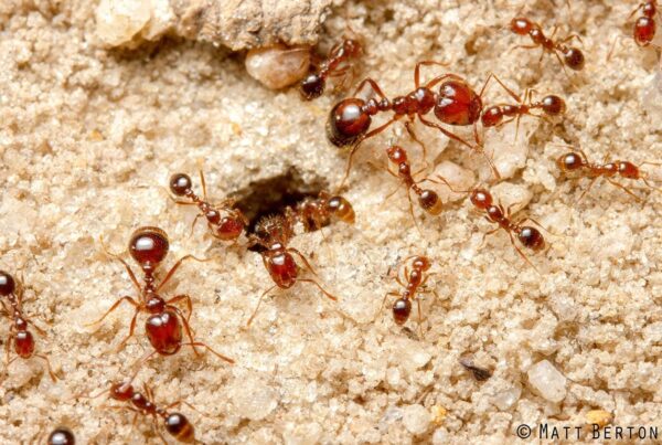 red imported fire ants