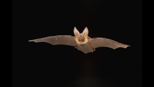 Mexican free-tailed bats in Texas.