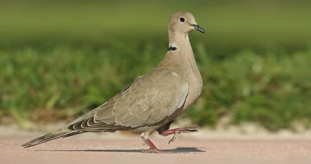 Eurasian Collared-Dove (Streptopelia decaocto)