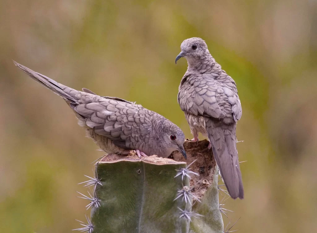 Inca Dove (Columbina inca)