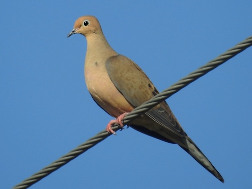 Mourning Doves in Texas | Dove Season in Texas