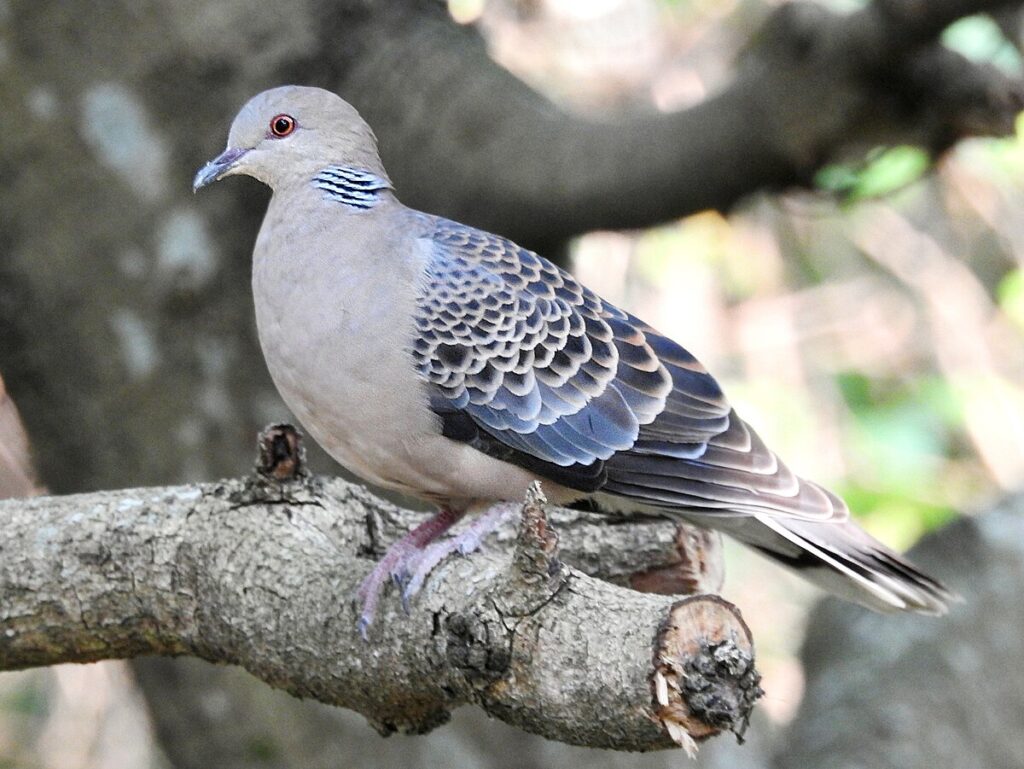 Turtle Dove