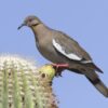 White-winged Dove (Zenaida asiatica) Dove Season in Texas