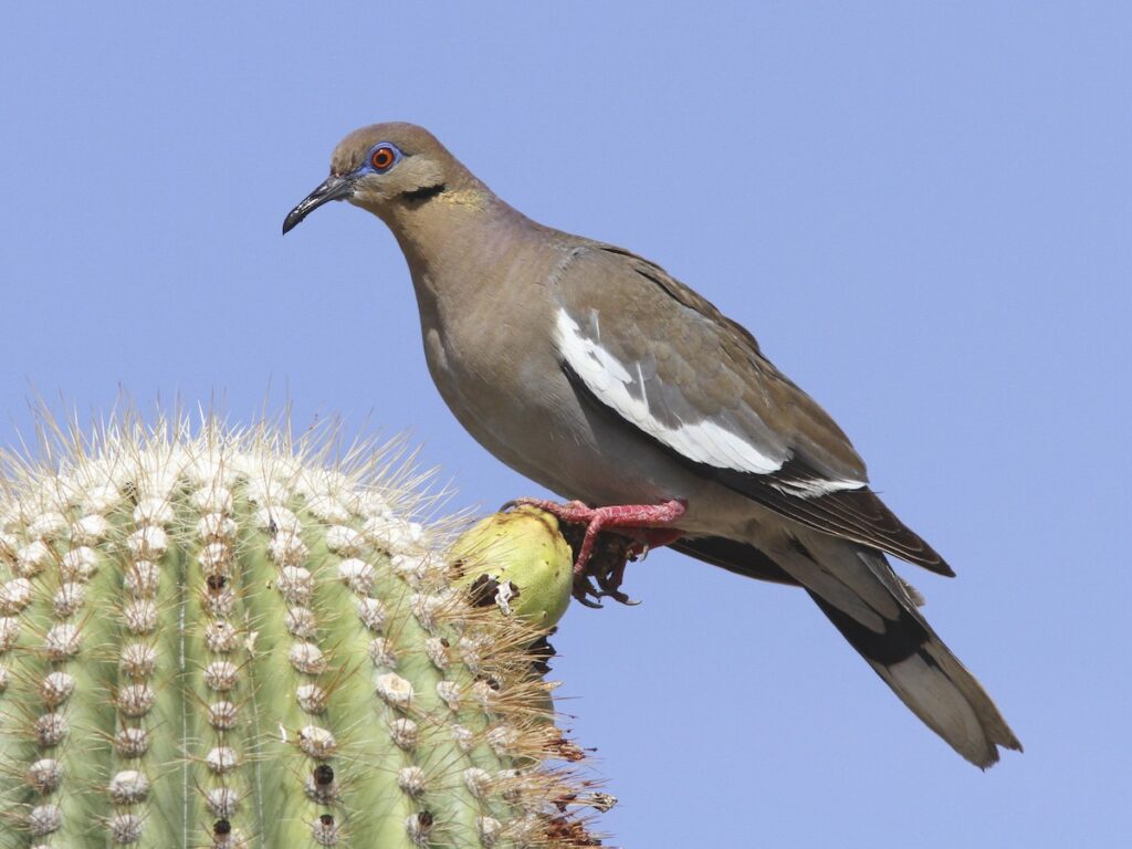 White-winged Dove (Zenaida asiatica) Dove Season in Texas