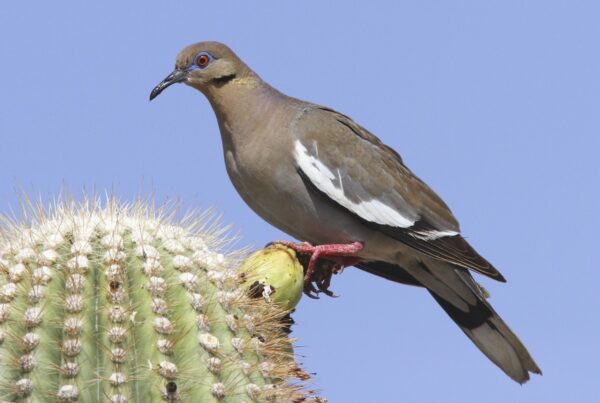 White-winged Dove (Zenaida asiatica) Dove Season in Texas