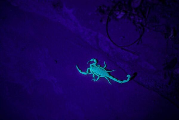 scorpions in texas