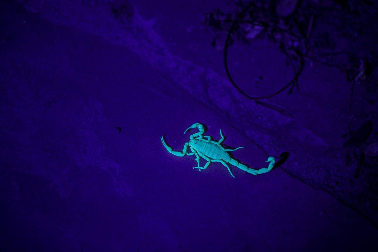 Scorpions in Texas: What’s Actually Happening Around Your Property
