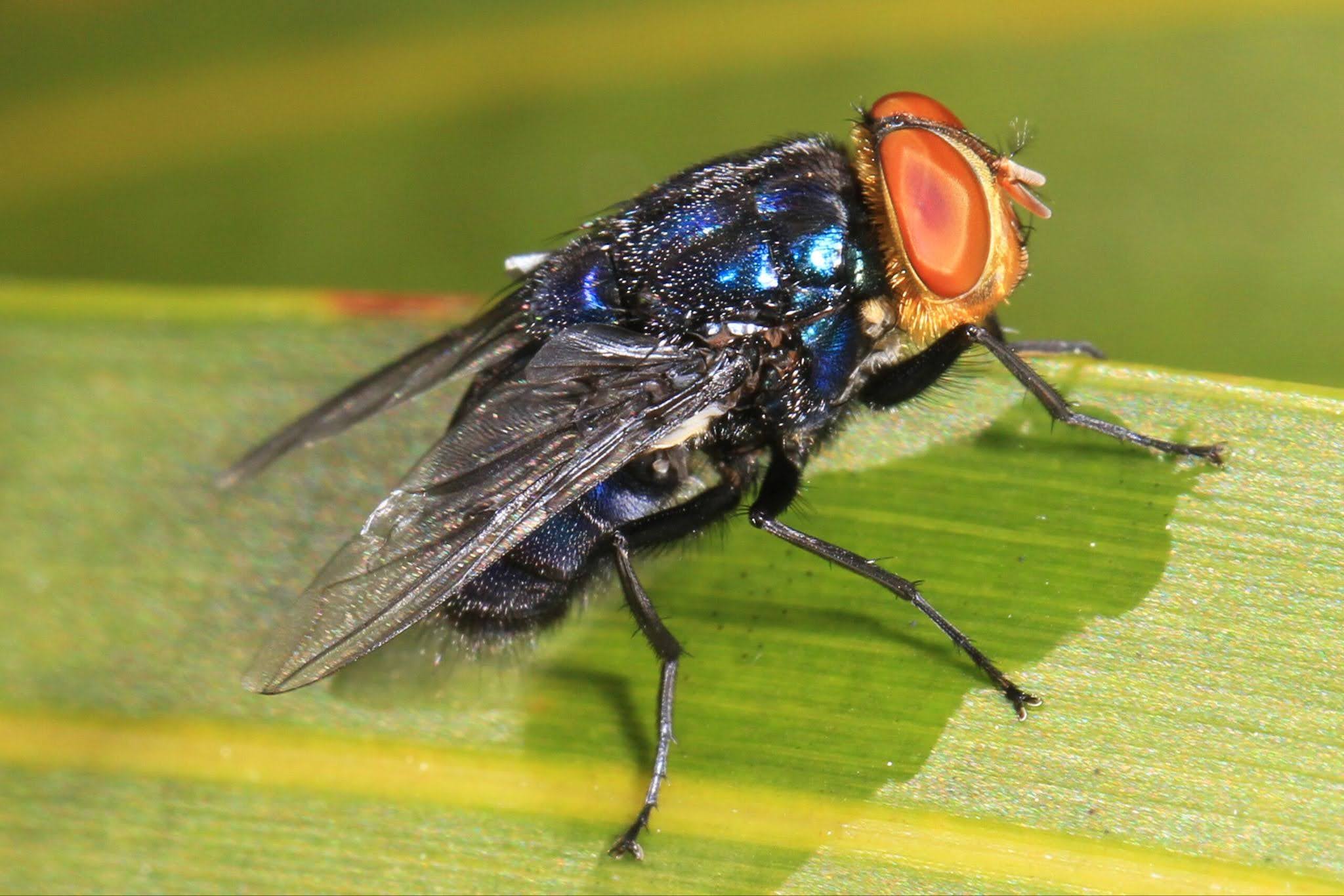Screwworm is Back in Texas. Here’s What You Need to Know.
