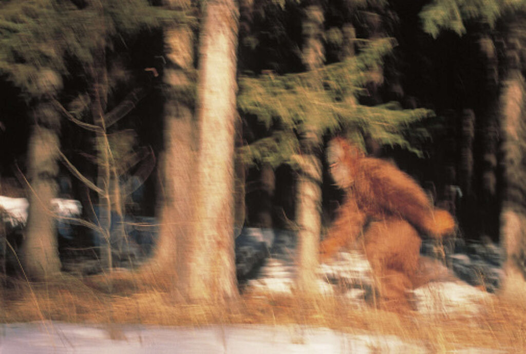 Blurry image of a hairy, upright figure like the Bigfoot of East Texas legends, running through a pine forest
