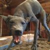 Taxidermy mount of a hairless, gray coyote with mange, often mistaken for a Texas chupacabra
