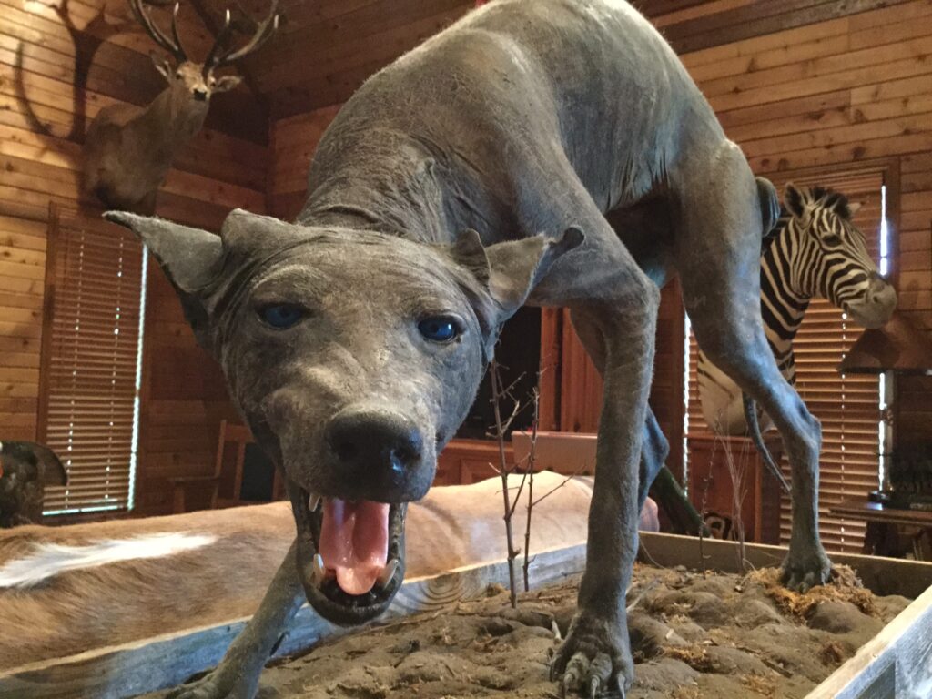 Taxidermy mount of a hairless, gray coyote with mange, often mistaken for a Texas chupacabra
