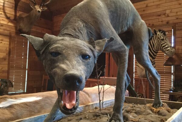 Taxidermy mount of a hairless, gray coyote with mange, often mistaken for a Texas chupacabra