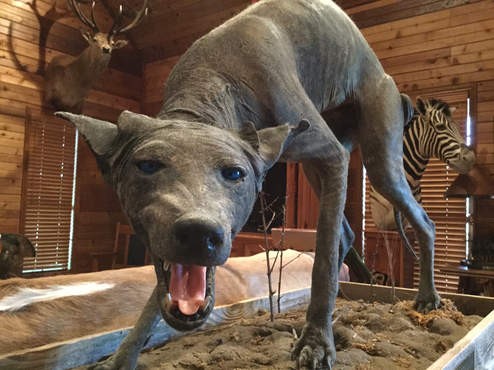 Things That Go Bump in the Texas Night: The Real Wildlife Behind Three Spooky Legends